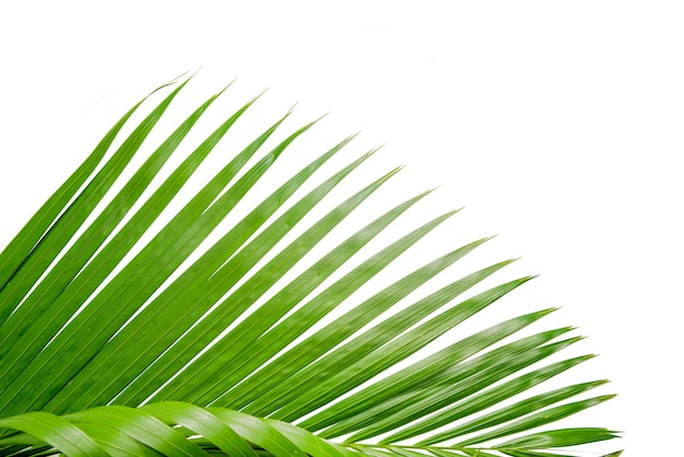 Palmtak met groene bladeren