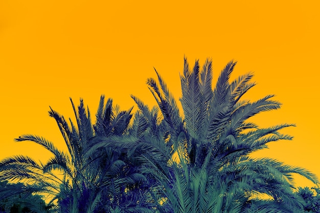 Palmtoppen op oranje avondrood achtergrond