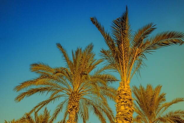 Palmtoppen tegen een strakblauwe lucht