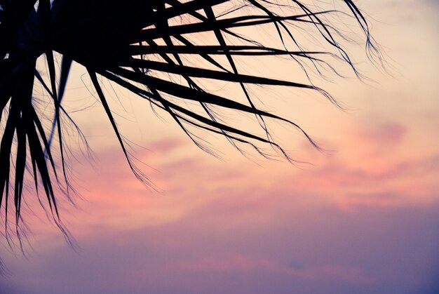 Foto palmtree al tramonto