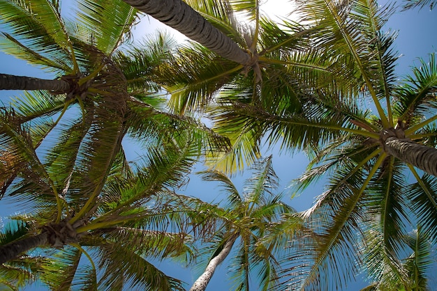 Foto palmtrees van onderaf