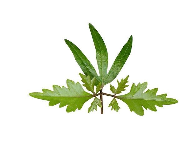 パロ・サントの根茎はウィスキー用のに使われており,民<unk>薬にも広く使用されている.