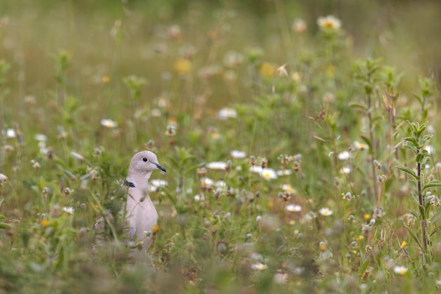 シラコバトeuroasiaticoStreptopeliadecaocto Pajaro en su entorno natural