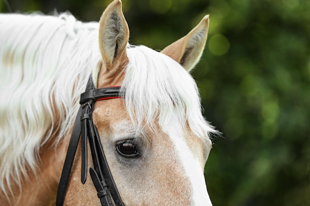 Palomino paard in hoofdstel op onscherpe achtergrond close-up