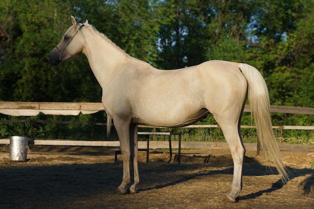 Palomino welsh pony merrie in volle groei, foto van de zijkant