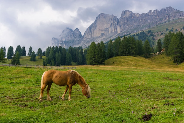 Palominopaard in de Alpen