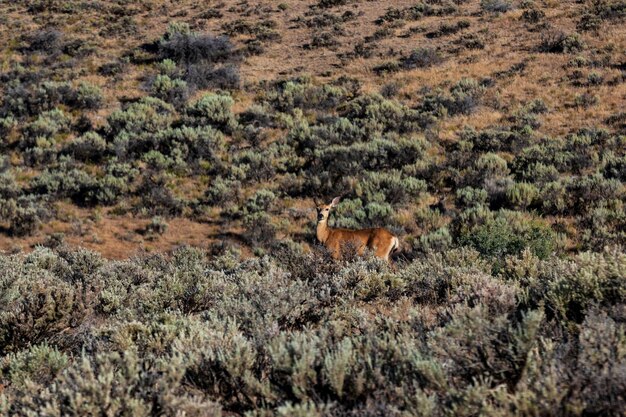 Palouse desert deer standing in the brush next to a hill