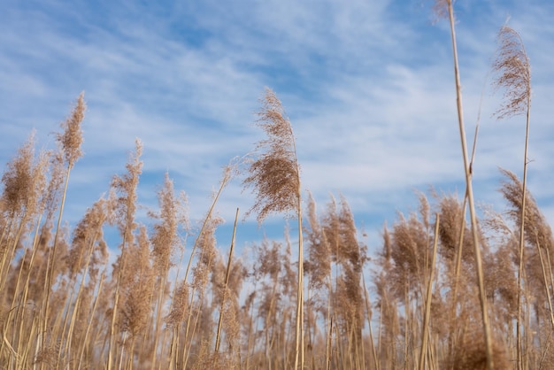 Pampagras buiten in lichte pastelkleuren Droog riet boho-stijl