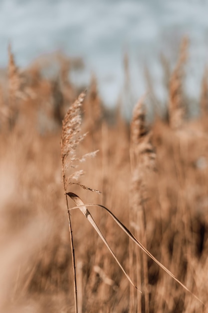 Pampagras in een blauwe lucht met wolken. Abstracte natuurlijke minimale achtergrond van Cortaderia selloana pluizige planten die in een wind bewegen.