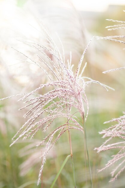 Pampagras in landschapsontwerp Natuurlijk trendstatement om bloemen te laten groeien