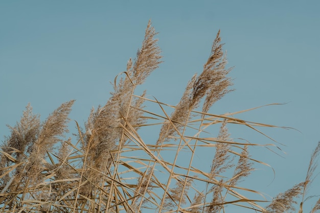 Foto pampagras met blauwe lucht en wolken op zonnige dag. landschap met gedroogd riet en gras. natuurlijke achtergrond