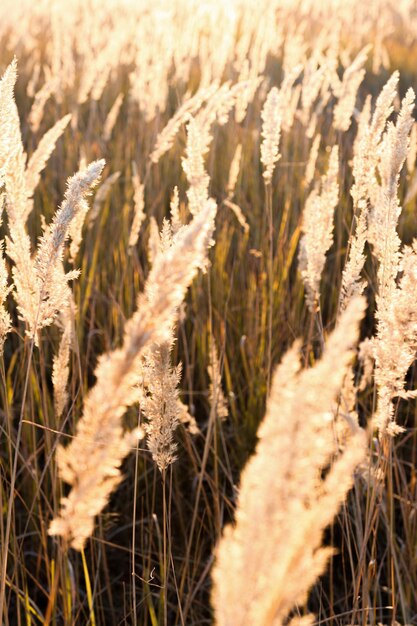 Pampagras met droge bloemen en zaden buiten op een achtergrond van zonsondergangstralen