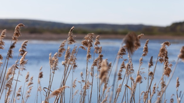 Pampagras op het meer of de rivier