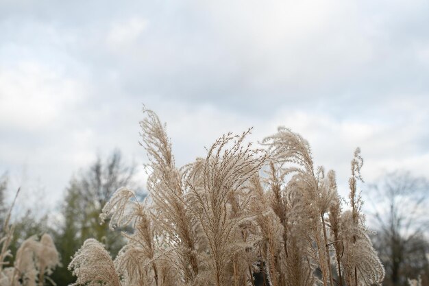 Pampagras Riet Abstracte natuurlijke achtergrond