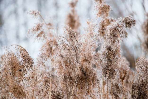 Pampagras Rietzaden in neutrale kleuren op een lichte achtergrond Droog riet close-up