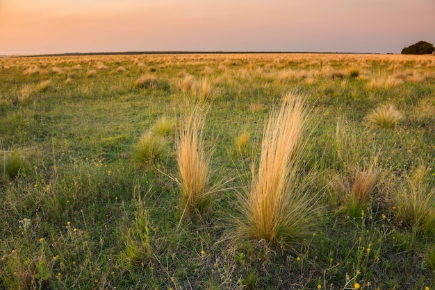 Pampas gras landschap bij zonsondergang provincie La Pampa, Argentinië