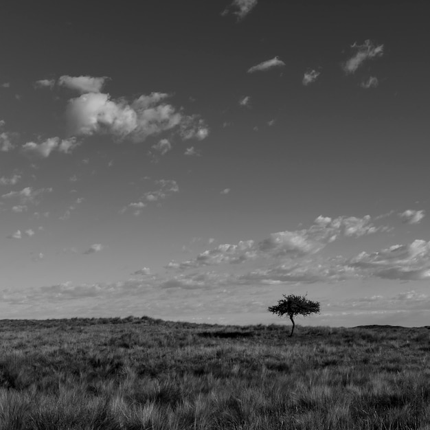 Pampas gras landschap La Pampa provincie Patagonië Argentinië