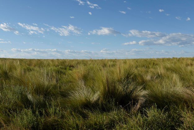 Pampas gras landschap La Pampa provincie Patagonië Argentinië