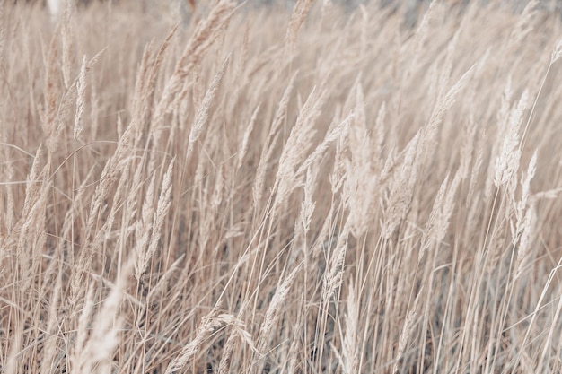 Pampas grass in autumn Natural background Dry beige reed Pastel neutral colors and earth tones Banner Selective focus