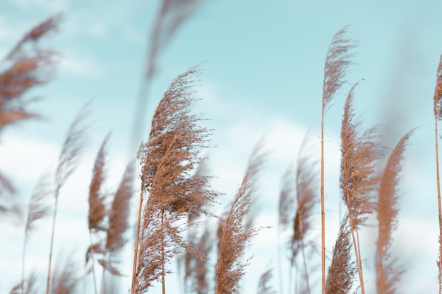 Pampas grass in a blue sky with clouds. Abstract natural minimal background of Cortaderia selloana fluffy plants moving in a wind.