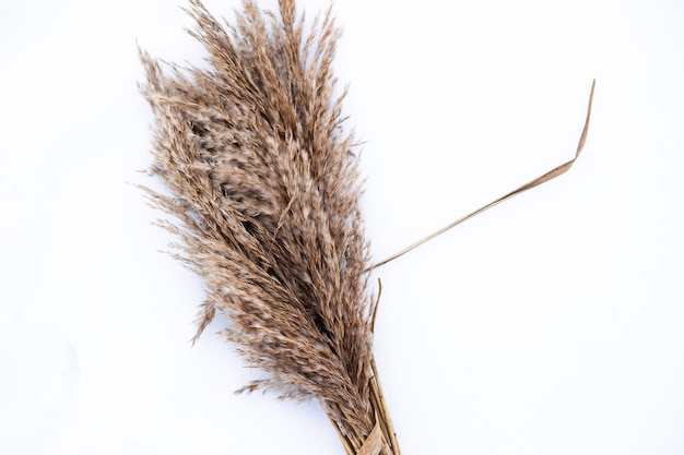 Pampas grass branches on the background of winter nature