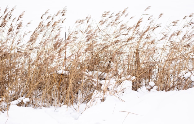 Pampas grass branches on the background of winter nature