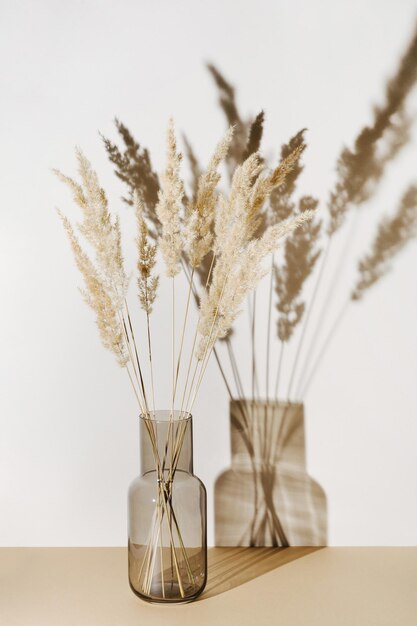 Pampas grass branches in vase on pastel neutral beige\
background with sun light and trendy shadow