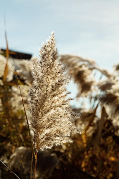 푸른 하늘에 억새풀(Cortaderia Selloana). 부드러운 식물의 자연 배경입니다. 확대