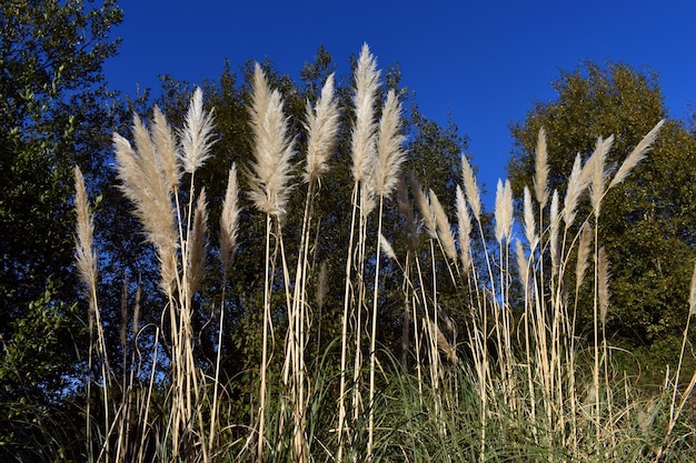 The pampas grass (Cortaderia Selloana) is a very common invasive plant