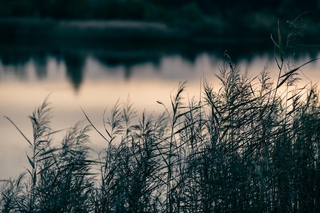 Pampas grass in the evening by the lake