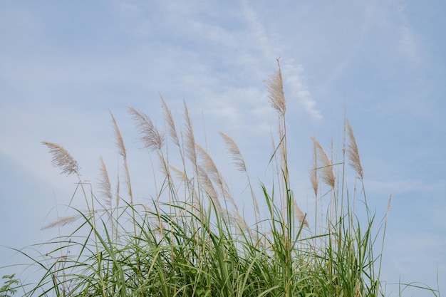 Pampas grass flower when summer time with blue sky