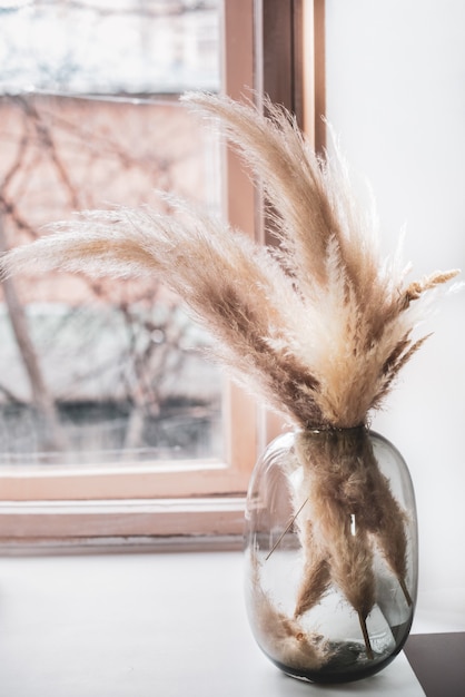 Pampas grass in a glass vase by the window, reed layer, reed seeds.