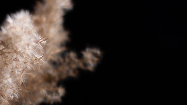 Pampas grass is a natural light brown color on a black\
background background with gentle soft grass fluffy grass on the\
background neutral color pastel shades nude contrast and\
softness