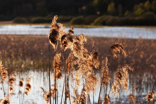 Pampas grass on the lake or river