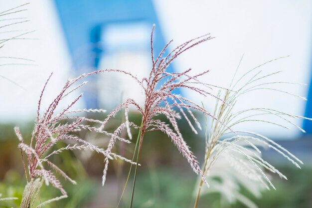 ランドスケープデザインのパンパスグラス花を育てる自然なトレンドステートメント