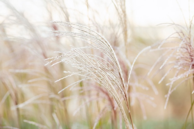 Pampas grass in landscape design Natural trend statement making flowers growing