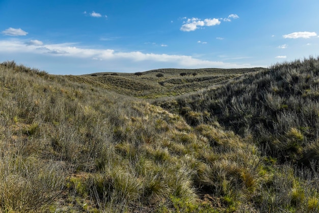 Pampas grass landscape La Pampa province Patagonia Argentina