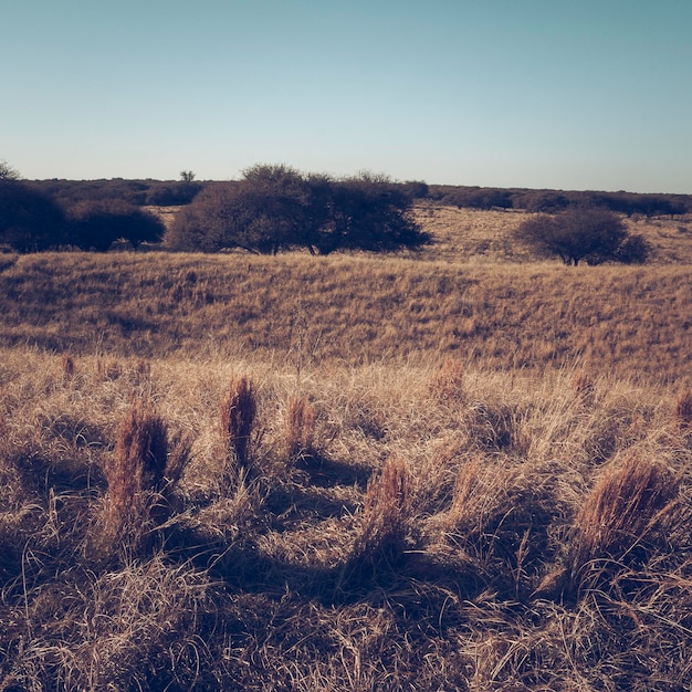 Pampas grass landscape La Pampa province Patagonia Argentina