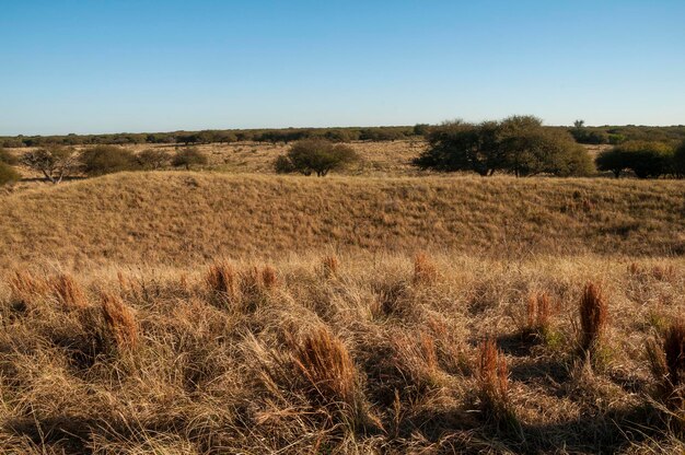 Pampas grass landscape La Pampa province Patagonia Argentina