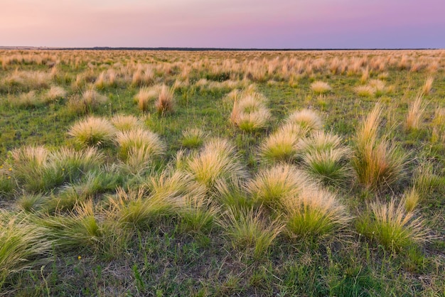 Pampas grass landscape at sunset La Pampa Province Argentina