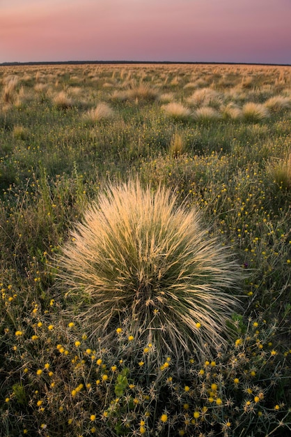 Pampas grass landscape at sunset La Pampa Province Argentina