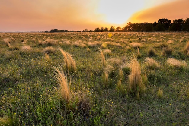 Pampas grass landscape at sunset La Pampa Province Argentina