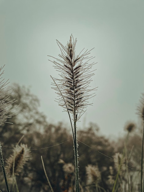 Foto erba di pampa nel prato retro stile vintage