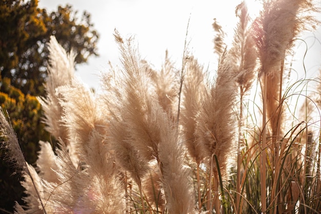 Photo pampas grass in nature in a sunny day of summer