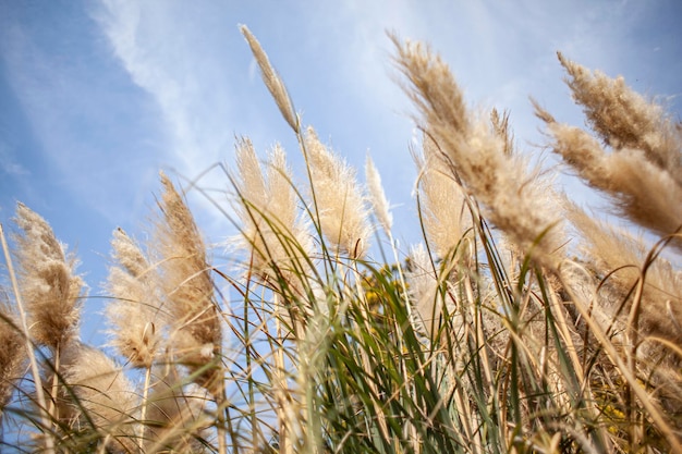 Pampas grass in nature in a sunny day of summer