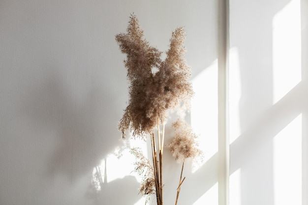 Photo pampas grass near white wall abstract natural eco background