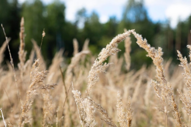 Pampas grass outdoor in light pastel colors