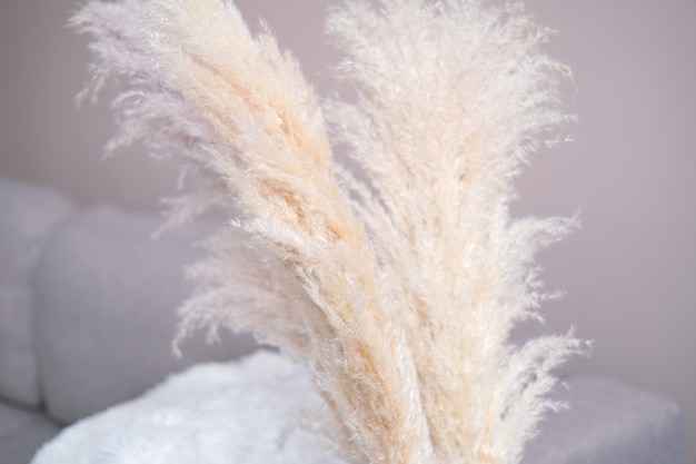 L'erba della pampa in un vaso di vetro rosso rimane sul pavimento vicino al divano. cortaderia selloana. vista frontale. decorazioni per la casa.foto