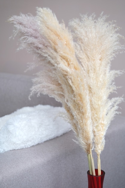 Photo pampas grass in a red glass vase stay on the floor close to the sofa. cortaderia selloana. front view. home decor.photo