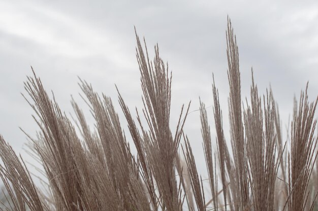 Pampas grass Reed Abstract natural background